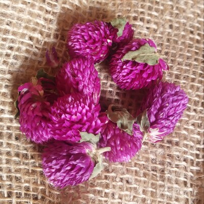 Boutons de Gomphrena